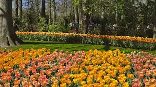 Keukunhof in April 2025#flowers #garden #keukenhof #holland #amsterdam #dreamplace #lovelyflowers