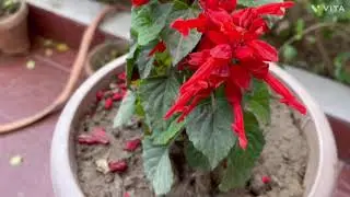 SALVIA पौधे की देखभाल कैसे करें/ SALVIA PLANT 🌱