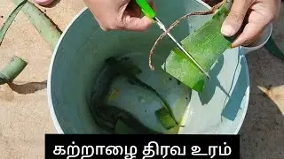 கற்றாழை திரவ உரம்...Aloevera liquid fertiliser