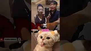 Copy To Copy ☝️ #funny #cat #dance #shorts