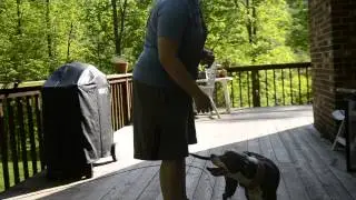 Trick of the Week: Jump Through Arm Hoop! Bloo Edition