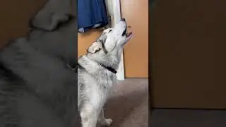 Malamute howling during zoom meeting.