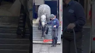 Met Police horse arrival at Great Scotland Yard.&rdquo; #london #police #horse #kingsguard#shorts #history