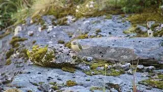 Crucible Rock Wren Male