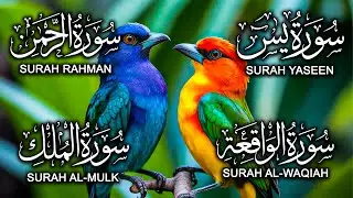 Surah Yaseen ❤ Surah Rahman ❤ Surah Al Waqia ❤ Surah Al mulk Soothing Quran recitation | EP003