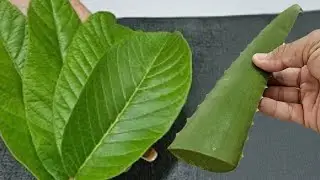 BASTA misturar FOLHAS DE GOIABA e BABOSA e você não precisa mais gastar no SALÃO DE BELEZA