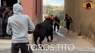 Toro en cuerda Yatova San Anton 2026