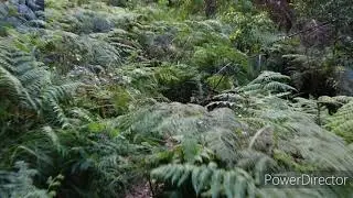 Virtual walk with sound of nature. Forest Path, Royal National Park, Sydney, Australia