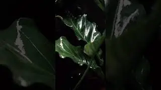 Rainy Season 