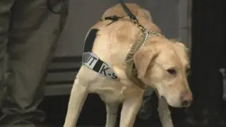 Security company proposes K9 teams to help protect Chicago streets