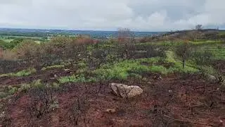 Panorama des landes de Locarn deux mois apr&egrave;s l'incendie du mois d'avril 2025