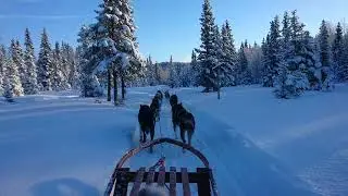Dog sledding in Sweden