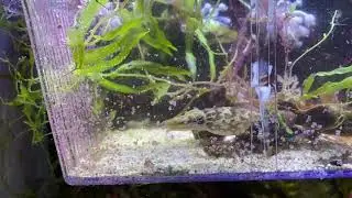 Sepia bandensis 1