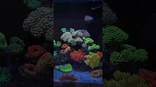 Fluval Evo 13.5