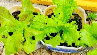 Lettuce tips! | Gardening in Trinidad and Tobago