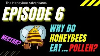 Why do Honeybees Eat Pollen and Nectar? || The Honeybee Adventures #6