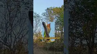 Brown Headed Barbet Call | Brown Headed Barbet Sound .