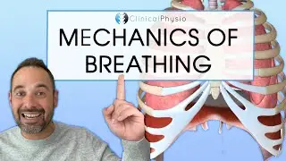Breathing Mechanics Made Easy | Expert Physio Guide