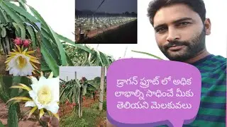 డ్రాగన్ ఫ్రూట్  సాగులో యువరైతు విజయభేరీ!! better farming methods in dragon fruit s