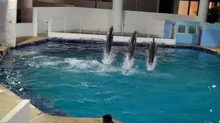 Dolphins Presentation - Interactive Aquarium Cancun