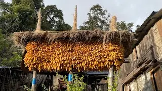 मकैको थाङ्ग्रा आज निस्काएर कुट्ने