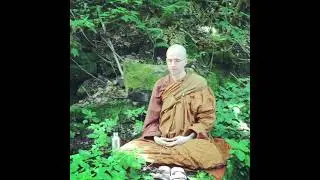 Forest meditation