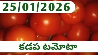 25/01/2026 Kadapa Tomato Market Rate Today || All Tomata market prices today || Today tomato telugu
