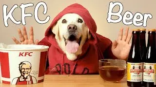 KFC Kentucky Fried Chicken with Beer | FUNNY DOG MUKBANG | EATING SHOW