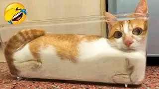 CATS: Totally Bonkers and Unpredictable Antics 🤣 Funny Cat and Dog Videos 2025