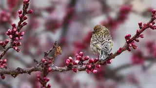 Fire-fronted Serin (Serinus pusillus)