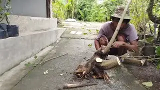 Pendangkelan dan Penanaman Pohon Murbei