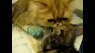 Cute Persian kittens - 