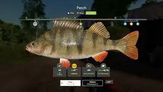 Mosquito Lake Perch Trophy Fish | Russian Fishing 4 Gameplay (2026)