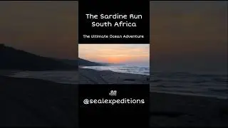 Sardine Run, South Africa. The Ultimate Ocean Adventure. #SardineRun #SouthAfrica #WildLife #Shorts
