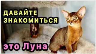 Our new family member: Luna the Abyssinian cat. Getting settled at home. Our first time with this...