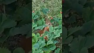 Squirrel is grabbing my harvest #squirrel #feedshorts #surprise #wildlife