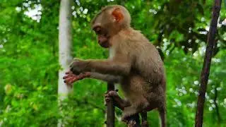 Very lovely smart little monkey Leo he is so friendly animal