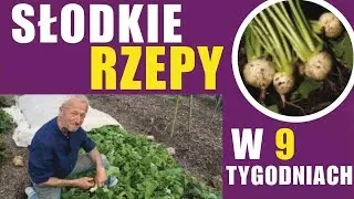 Rzodkiewki od wiosny do jesieni – jak siać, przesadzać i zbierać bez przekopywania