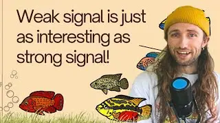 Phylogenetic Signal Made EASY: 3 Examples, Simple Interpretations, and Core Theory