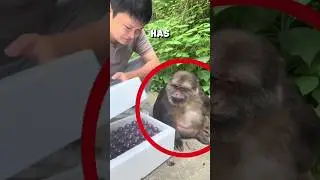 Heartwarming bond between zookeeper and monkey ❤️ #monkey