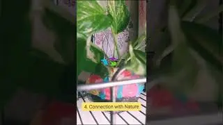 Decorate your house with plants. #homeplanting #moneyplantdecoration