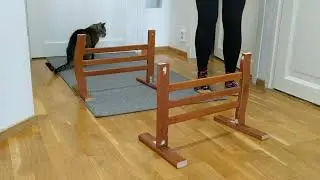Agility bloopers
