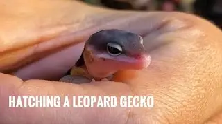Hatching a Leopard Gecko