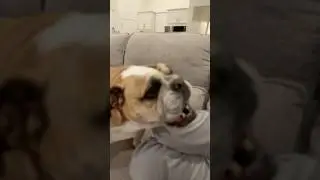 Meet the chinchilla and zombie #animals #funny #chinchilla #pets #fypシ゚viral #fyp #smile #petpeople