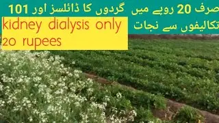 only 20 ropy ma apki tamam takleef k hall .  precious plant you have in your home