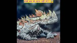 Unique australian animals 😱 #shorts #australian #shortvideo #facts #animals #hindi #unique #science