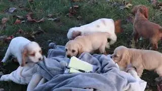 Cocker Spaniel Puppies For Sale