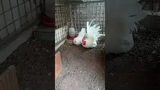 My white pair Chabo Bantam Chicken, Romeo & Juliet &hearts;️