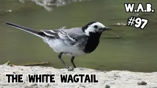 The White WAGTAIL| Zeeland, The Netherlands | Wild Animal Behaviour #97