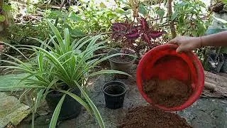 How to grow Tecoma Yellow Bells flower cutting|Grow tecoma plant flower🌺🌻🌹🌷🌱🌱🌱#gradenlover